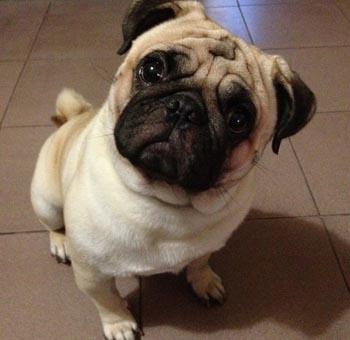 沙皮狗和八哥犬的区别图片