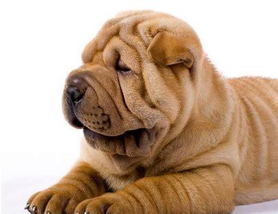 沙皮狗和八哥犬的区别图片