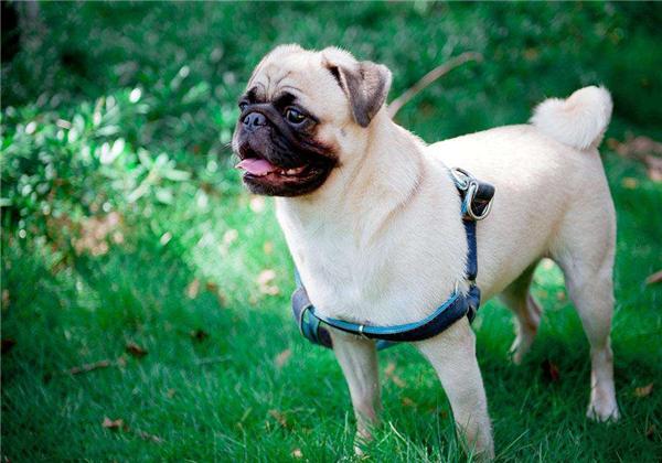 沙皮狗和八哥犬的区别图片