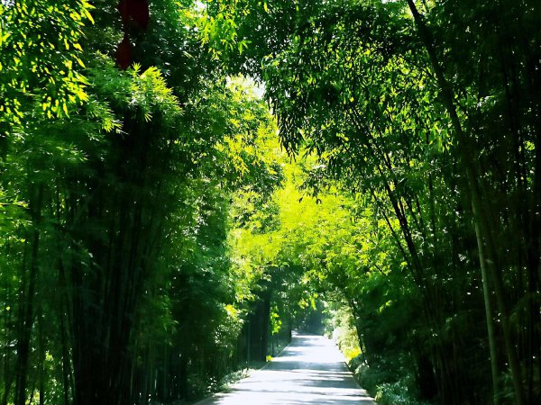 蜀南竹海在哪里