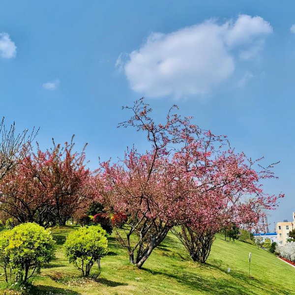 你是人间四月天表达了什么情感