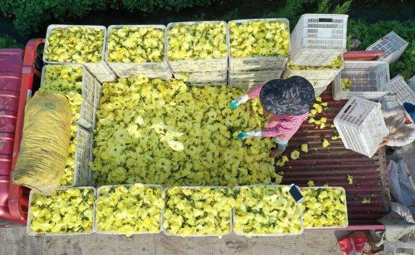 紧缺中药材种植有哪些