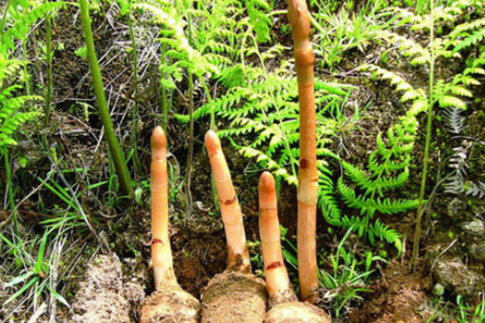 紧缺中药材种植有哪些