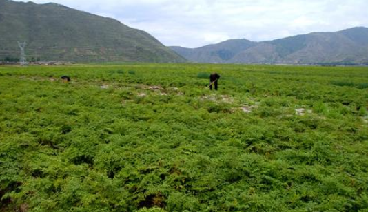 紧缺中药材种植有哪些