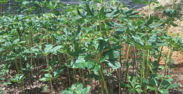 紧缺中药材种植有哪些