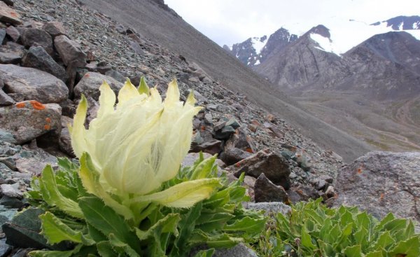 紧缺中药材种植有哪些