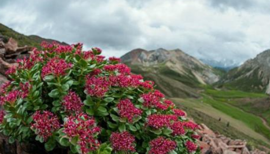 紧缺中药材种植有哪些