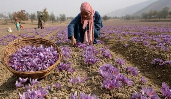 紧缺中药材种植有哪些