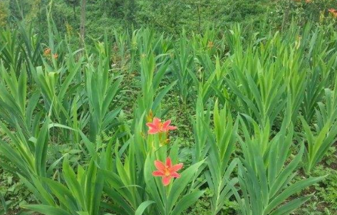 紧缺中药材种植有哪些