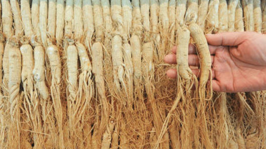 紧缺中药材种植有哪些