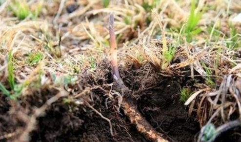 紧缺中药材种植有哪些