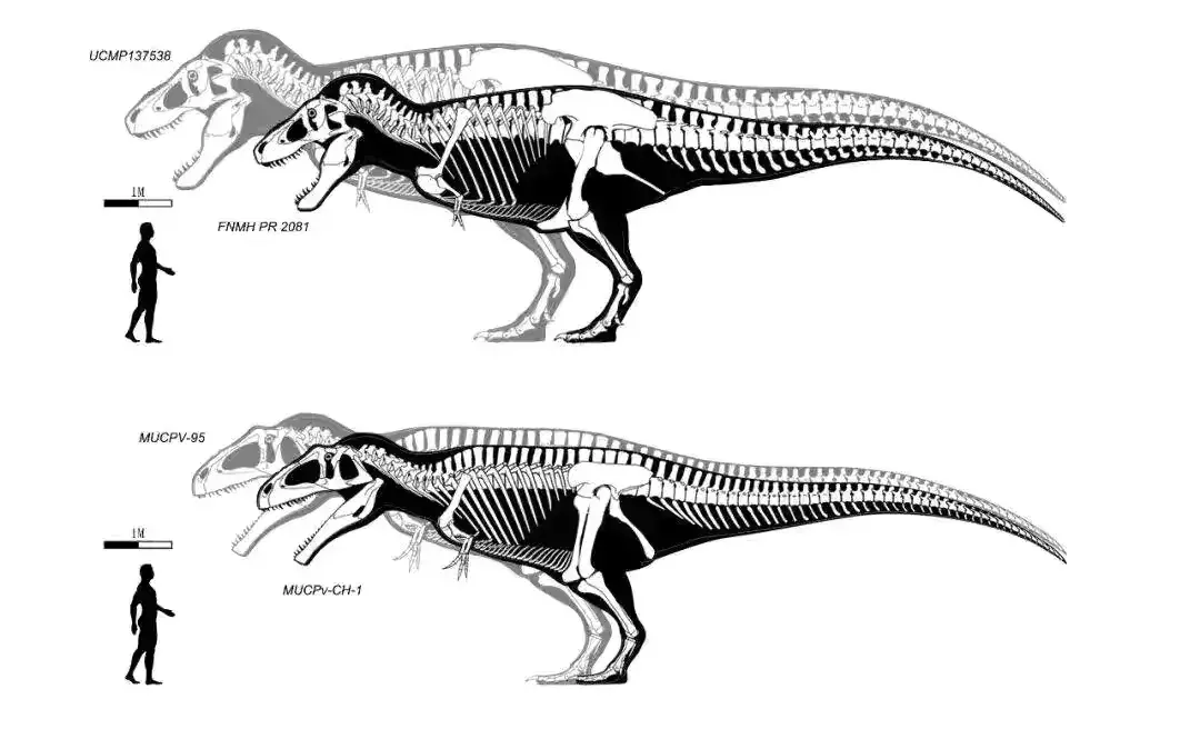 南方巨兽龙vs霸王龙谁厉害