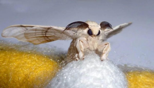 蚕生长的四个过程图片