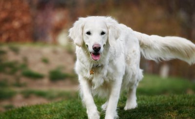 中国允许养的大型犬 没有被城市禁养的六种大狗及价格