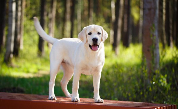 中国允许养的大型犬