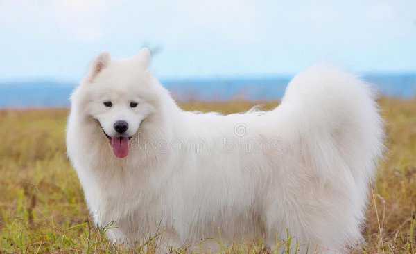 中国允许养的大型犬