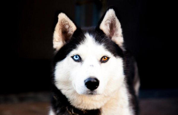 中国允许养的大型犬