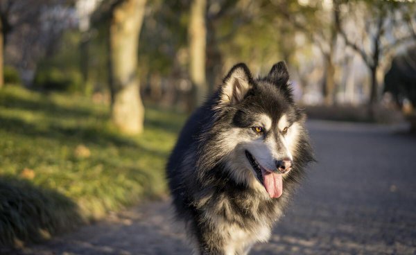 中国允许养的大型犬