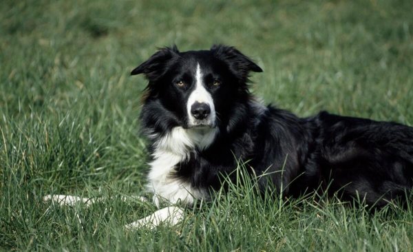 中国允许养的大型犬