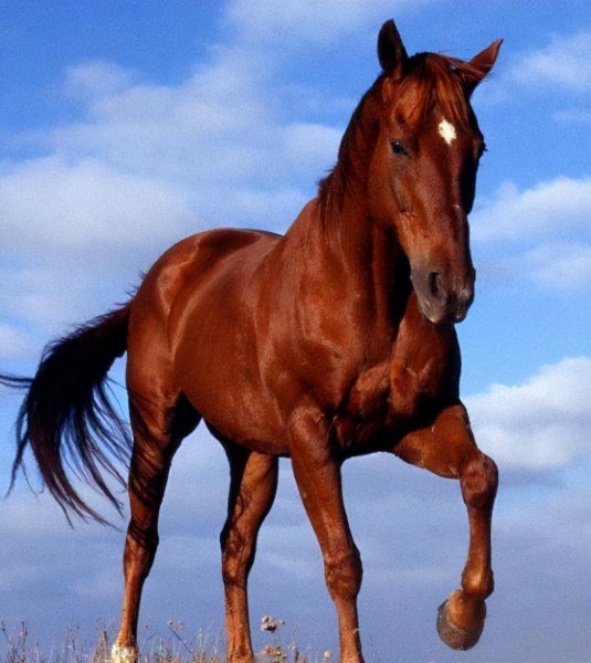 明朝大臣杨一清生平事迹简介