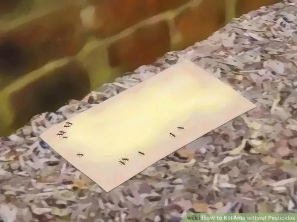 蚂蚁怎么能彻底消灭
