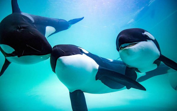 大白鲨和虎鲸谁更厉害一些
