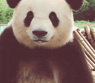 野生大熊猫住在哪里