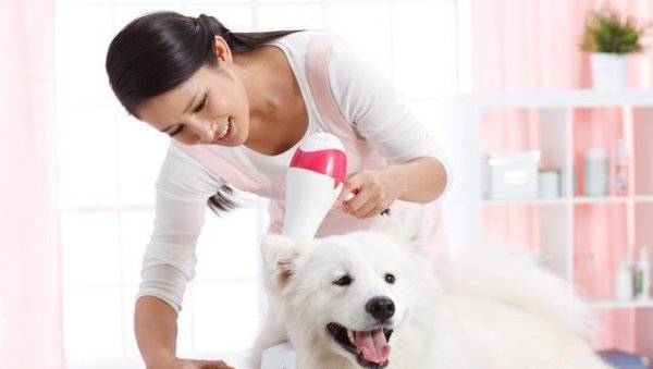 一般宠物店一年的利润多少