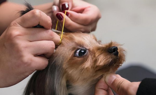一般宠物店一年的利润多少