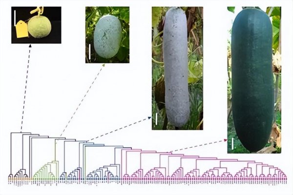 冬瓜为什么叫冬瓜