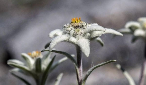 雪绒花是哪部电影的插曲