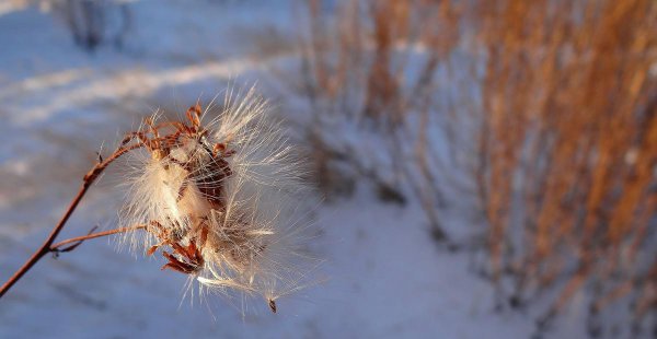 雪绒花是哪部电影的插曲