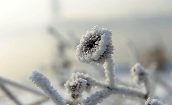 雪绒花是哪部电影的插曲