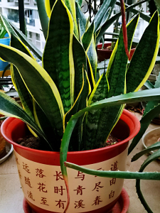 卧室放什么绿植好净化空气新鲜 适合养在卧室又好养的花