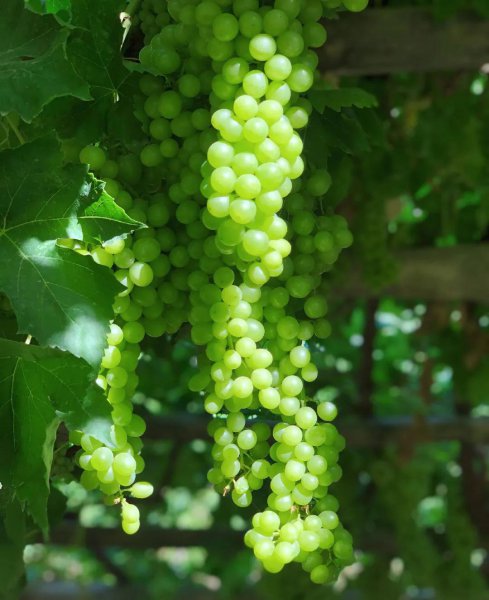 坎儿井是哪个地区的