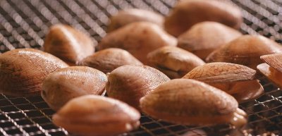 花蛤怎么保存一晚上 花蛤怎么保存既新鲜又不会坏