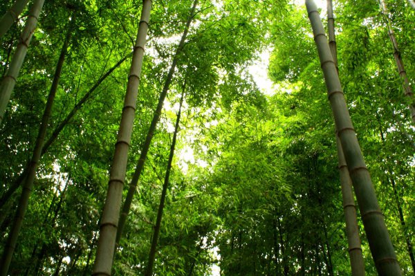余杭一日游哪里好玩的地方