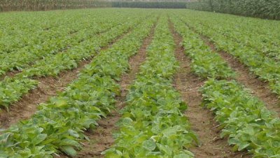 种植地黄一亩利润多少 地黄的种植技术及亩收益分析