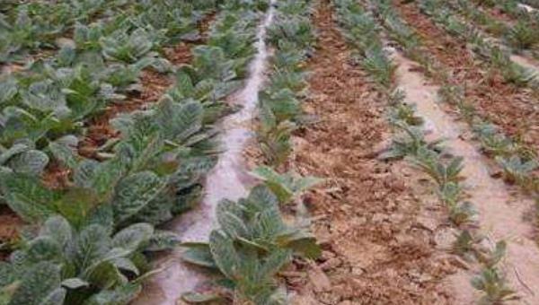 种植地黄一亩利润多少