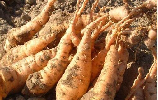 种植地黄一亩利润多少