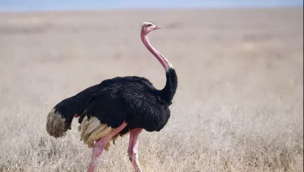 养殖鸵鸟前景如何发展