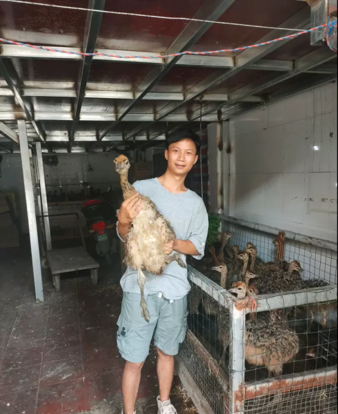 养殖鸵鸟前景如何发展