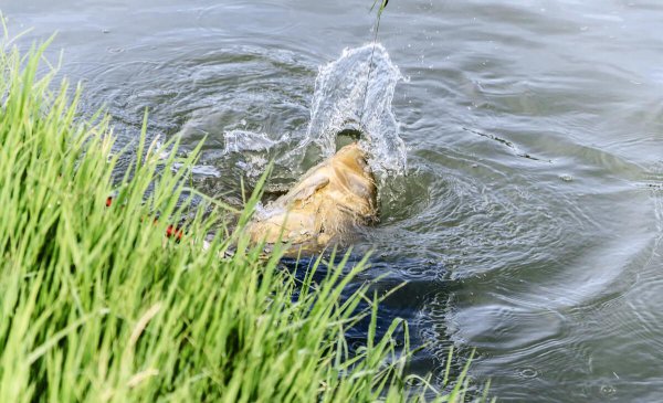 野钓37调和28调哪个好