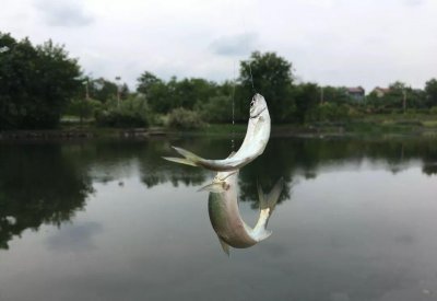 钓白条用什么饵料最好 白条鱼最喜欢吃哪种味型的食物