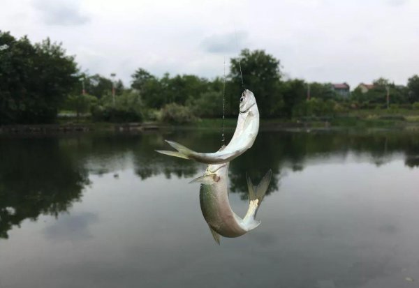 钓白条用什么饵料最好