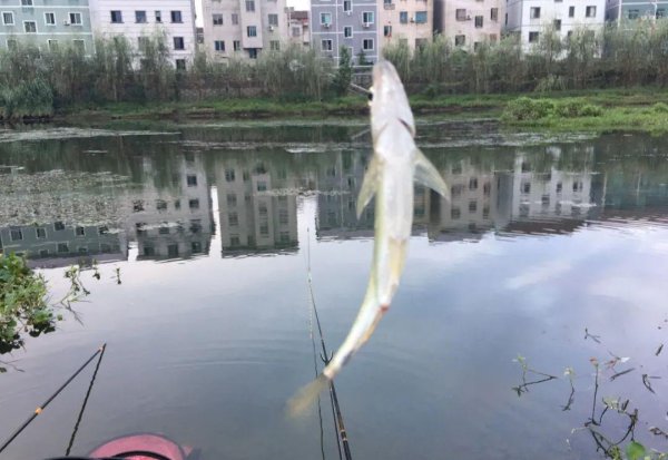钓白条用什么饵料最好