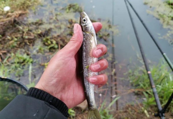 钓白条用什么饵料最好