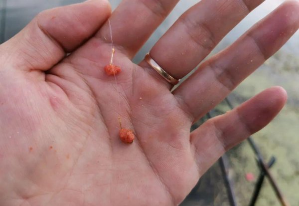 钓白条用什么饵料最好