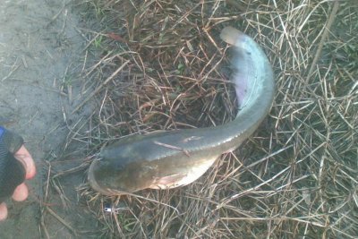 鲶鱼怎么钓用什么饵料 野钓鲶鱼用什么鱼饵最合适