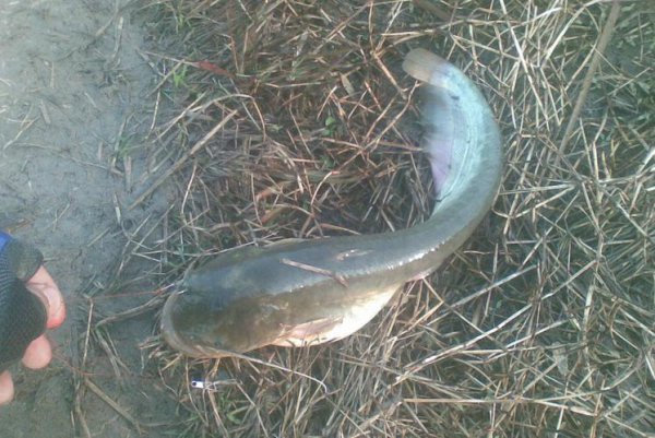 鲶鱼怎么钓用什么饵料